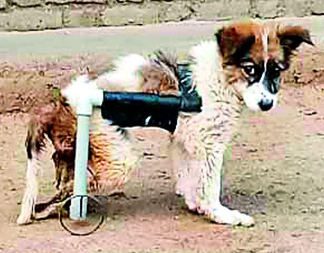 Wheelchair 'Jugaad' for Jimmy | जिमीसाठी व्हील चेअरचे ‘जुगाड’ Wheelchair 'Jugaad' for Jimmy | जिमीसाठी व्हील चेअरचे ‘जुगाड’