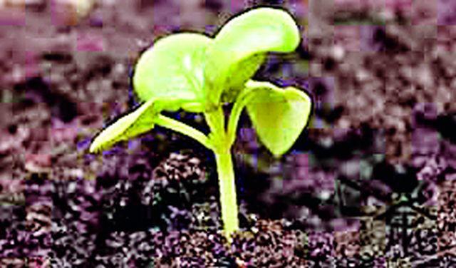 Sanjivani for the crops with drizzle drizzle | रिमझिम पावसाने पिकांना संजीवनी Sanjivani for the crops with drizzle drizzle | रिमझिम पावसाने पिकांना संजीवनी