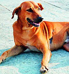 Success of suspicion surgery is suspicious | निर्बीजीकरण शस्त्रक्रियेची यशस्विता संशयास्पद Success of suspicion surgery is suspicious | निर्बीजीकरण शस्त्रक्रियेची यशस्विता संशयास्पद