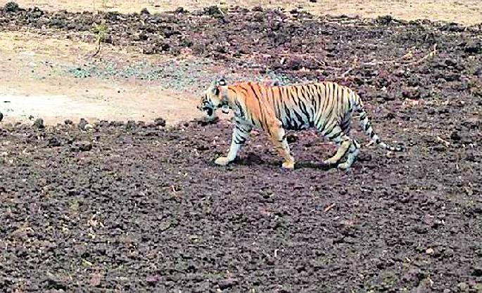 E-forest violence; Buffaloes killed | ई-वन वाघिणीची दहशत; म्हैस ठार