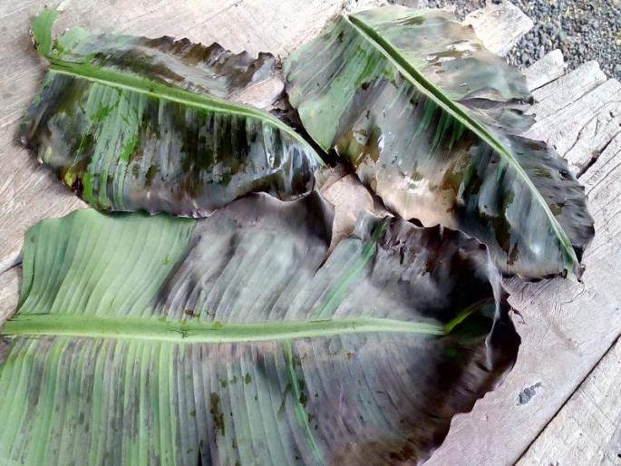 Banana leaves make the sun dry | उन्हामुळे केळीची पाने करपली Banana leaves make the sun dry | उन्हामुळे केळीची पाने करपली