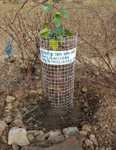 Sapling memory by planting pimple in Ambajogai | अंबाजोगाईत पिंपळाचे झाड लावून जपल्या स्मृती Sapling memory by planting pimple in Ambajogai | अंबाजोगाईत पिंपळाचे झाड लावून जपल्या स्मृती