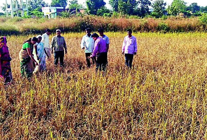 Panchnama of chicholi paddy crop | चिचोलीत धान पिकाचे पंचनामे