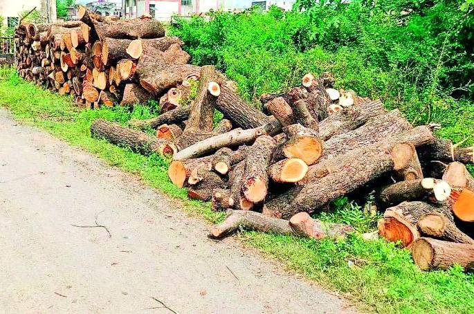 Permission granted 27, tree cut 57 | परवानगी मिळाली 27 ची, वृक्ष कापले 57