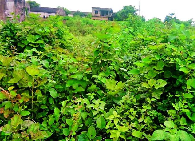 Vegetable festival will be organized by the agriculture department in the district | कृषी विभागातर्फे होणार जिल्ह्यात रानभाज्या महोत्सव Vegetable festival will be organized by the agriculture department in the district | कृषी विभागातर्फे होणार जिल्ह्यात रानभाज्या महोत्सव