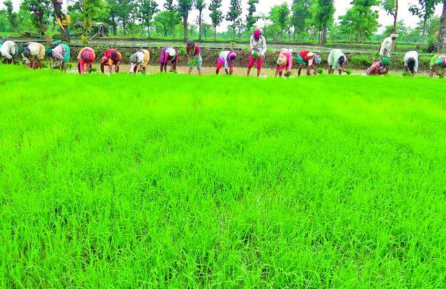 Start of paddy roping on folk music | लोकगीतांच्या तालावर धान रोवणीला प्रारंभ Start of paddy roping on folk music | लोकगीतांच्या तालावर धान रोवणीला प्रारंभ