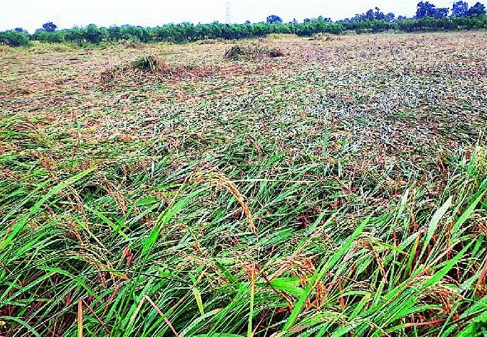 Paddy crop destroyed in rains | पावसात धान पीक उद्ध्वस्त Paddy crop destroyed in rains | पावसात धान पीक उद्ध्वस्त