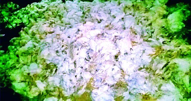Thousands of poultry deaths with heatstroke | उष्माघाताने हजारो कोंबड्याचा मृत्यू Thousands of poultry deaths with heatstroke | उष्माघाताने हजारो कोंबड्याचा मृत्यू