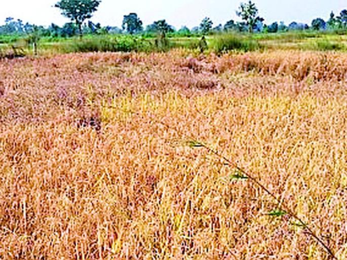 The cost of one quintal of grain is Rs. 2500 and the guaranteed price is only Rs. 1868 | एक क्विंटल धानासाठी खर्च २५०० रुपये अन् हमी भाव मिळतो केवळ १८६८ रुपये The cost of one quintal of grain is Rs. 2500 and the guaranteed price is only Rs. 1868 | एक क्विंटल धानासाठी खर्च २५०० रुपये अन् हमी भाव मिळतो केवळ १८६८ रुपये