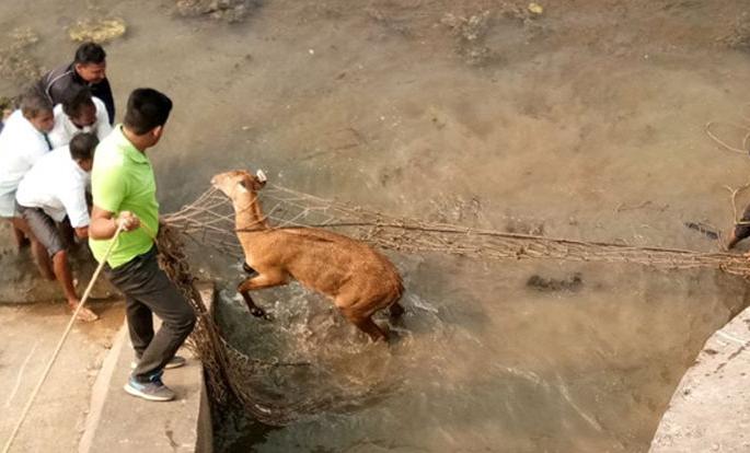 Deer fallen in canal, remain safe in Bhandara district | भंडारा जिल्ह्यात कालव्यात पडलेल्या सांबराला जीवदान Deer fallen in canal, remain safe in Bhandara district | भंडारा जिल्ह्यात कालव्यात पडलेल्या सांबराला जीवदान