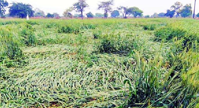 Rabi crop on 57 thousand hectares threatened | ५७ हजार हेक्टरवरील रबी पीक धोक्यात Rabi crop on 57 thousand hectares threatened | ५७ हजार हेक्टरवरील रबी पीक धोक्यात