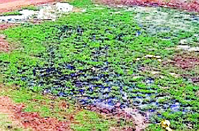 The idle plots in the town | शहरातील रिकाम्या भूखंडांना डबक्याचे स्वरूप The idle plots in the town | शहरातील रिकाम्या भूखंडांना डबक्याचे स्वरूप