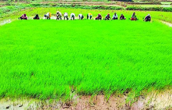 Sowing of 20 thousand hectare in Sakoli taluka | साकोली तालुक्यात २० हजार हेक्टरमध्ये पेरणी Sowing of 20 thousand hectare in Sakoli taluka | साकोली तालुक्यात २० हजार हेक्टरमध्ये पेरणी