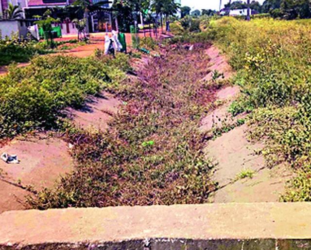 The paddy paddy on four thousand hectares was crushed | चार हजार हेक्टरवरील धानपीक करपले The paddy paddy on four thousand hectares was crushed | चार हजार हेक्टरवरील धानपीक करपले