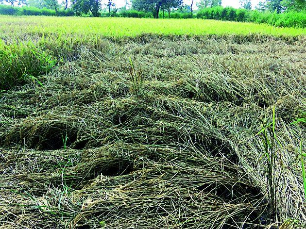 Debt relief to 216 farmers out of 23,264 | २३,२६४ पैकी २१६ शेतकºयांना कर्जमाफी Debt relief to 216 farmers out of 23,264 | २३,२६४ पैकी २१६ शेतकºयांना कर्जमाफी