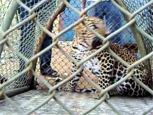 Leopard riding horse in the hill, Shivaji's funeral: The villagers fear the fear of livestock | बिबट्याने डोंगरेज शिवारात घोडा केला फस्त बिबट्याचा मुक्तसंचार : ग्रामस्त भयभीत, पशुधन धोक्यात Leopard riding horse in the hill, Shivaji's funeral: The villagers fear the fear of livestock | बिबट्याने डोंगरेज शिवारात घोडा केला फस्त बिबट्याचा मुक्तसंचार : ग्रामस्त भयभीत, पशुधन धोक्यात