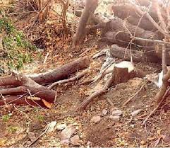The theft of a sandalwood tree from Sinnar | सिन्नर येथून चंदनाच्या झाडाची चोरी The theft of a sandalwood tree from Sinnar | सिन्नर येथून चंदनाच्या झाडाची चोरी