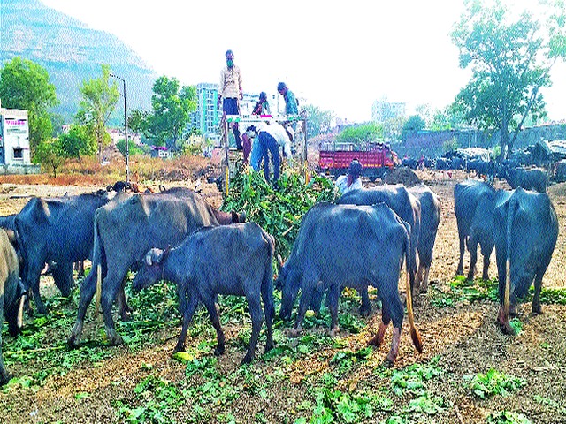 The way social media raises questions about animal husbandry | सोशल मीडियामुळे जनावरांच्या चाऱ्याचा प्रश्न लागला मार्गी