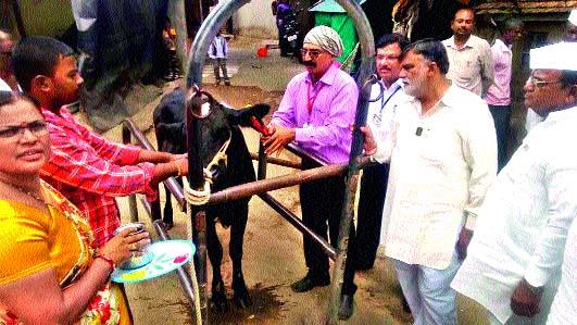 Now, for the animals, support registration is online | जनावरांसाठीही आता आधार नोंदणी आॅनलाइन : कानातल्या बिल्ल्याने जनावरांची तयार होणार ओळख Now, for the animals, support registration is online | जनावरांसाठीही आता आधार नोंदणी आॅनलाइन : कानातल्या बिल्ल्याने जनावरांची तयार होणार ओळख