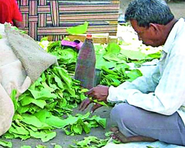 Hundreds of laborers resign due to absence of auction | तेंदूपत्ता लिलावाअभावी शेकडो मजुरांमध्ये नाराजी