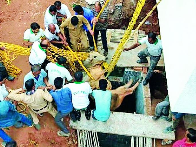 The bull that was left in the pit safely removed | खड्ड्यात पडलेल्या बैलाला सुखरूप काढले