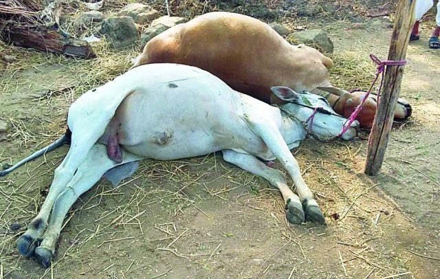 Belljodi went; How to do farming | बैलजोडी गेली; मशागत कशी करणार?