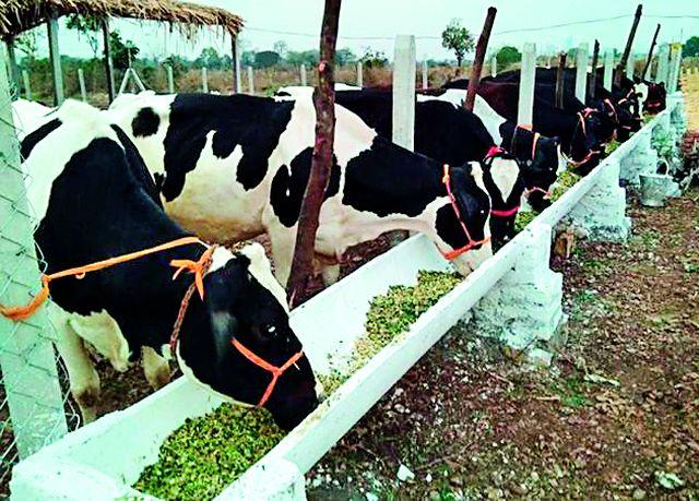 Due to not getting the price, milk business doubles | भाव मिळत नसल्याने दुग्ध व्यवसाय डबघाईस