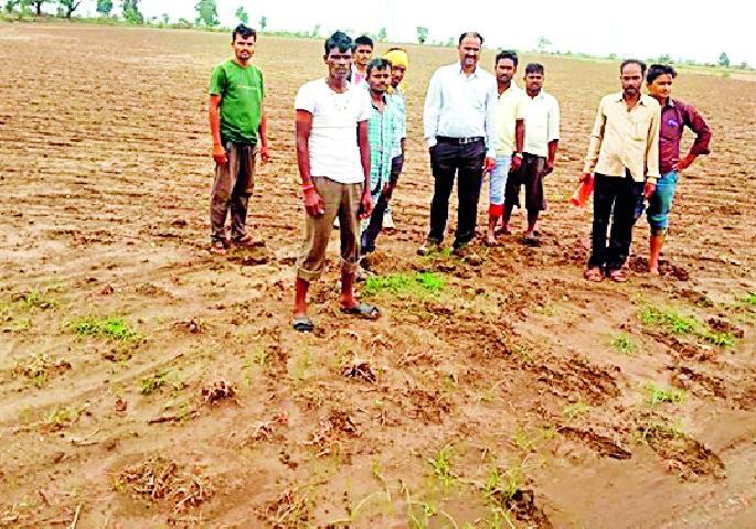 'Ankur' has punished farmers | ‘अंकुर’ने दिला शेतकऱ्यांना दगा 'Ankur' has punished farmers | ‘अंकुर’ने दिला शेतकऱ्यांना दगा