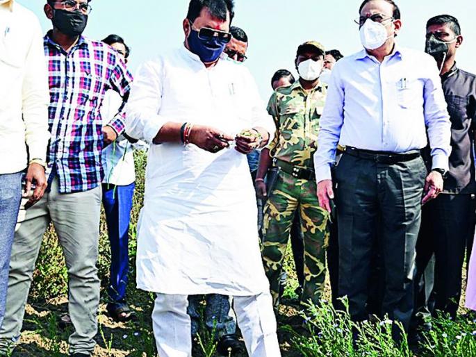 ... The Guardian Minister saw a very black cotton | ...अन् पालकमंत्र्यांनी बघितला चक्क काळा कापूस ... The Guardian Minister saw a very black cotton | ...अन् पालकमंत्र्यांनी बघितला चक्क काळा कापूस