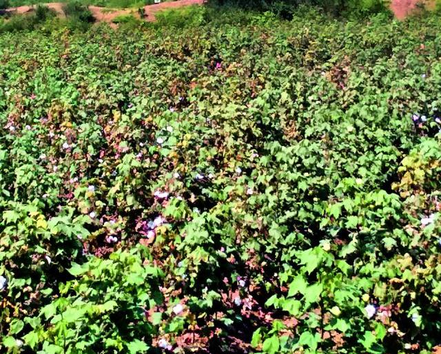Nature's Wisdom on Thousand Hectare Farm | हजारो हेक्टर शेतीवर निसर्गाची वक्रदृष्टी Nature's Wisdom on Thousand Hectare Farm | हजारो हेक्टर शेतीवर निसर्गाची वक्रदृष्टी