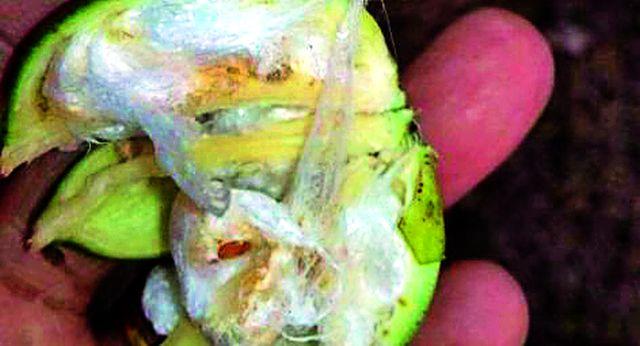 The third stage of the Bondalya got | बोंडअळीचा तिसरा टप्पा मिळाला The third stage of the Bondalya got | बोंडअळीचा तिसरा टप्पा मिळाला