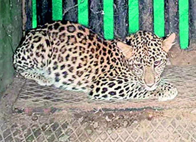 Dad ..! Bibat was sitting pretty under the sleeping woman's bed! | बापरे..! बिबट चक्क बसून होता झोपलेल्या महिलेच्या खाटेखाली!