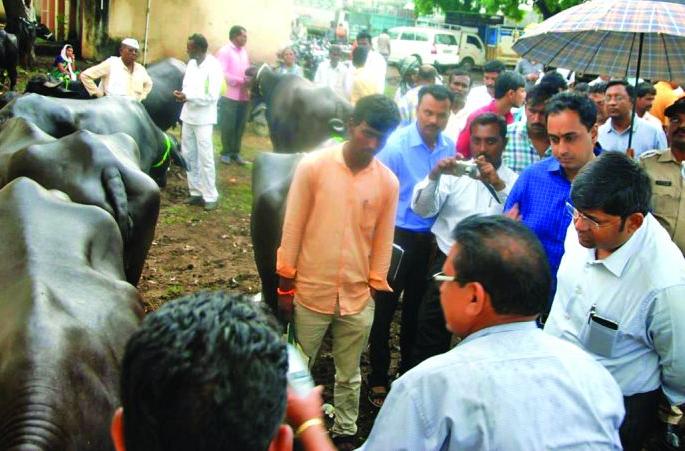 'CEO' in the market to buy buffalo with commissioners! | म्हशी खरेदीसाठी आयुक्तांसह ‘सीईओ’ बाजारात! 'CEO' in the market to buy buffalo with commissioners! | म्हशी खरेदीसाठी आयुक्तांसह ‘सीईओ’ बाजारात!