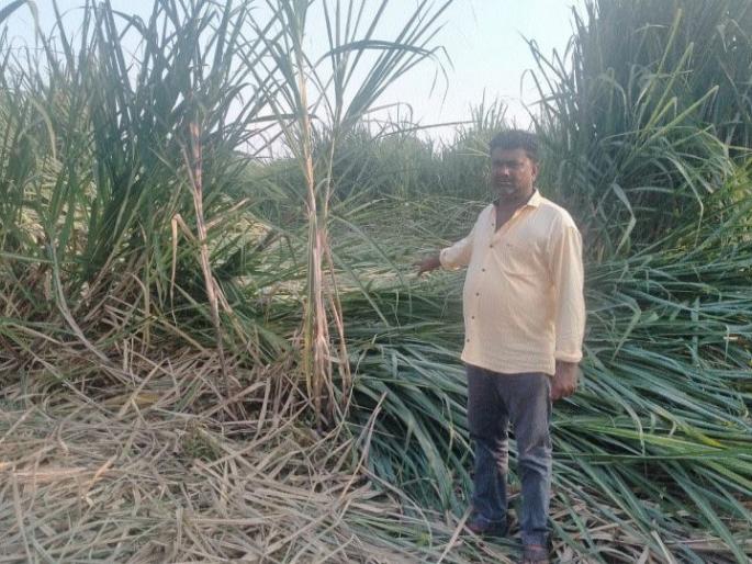 Crops horizontally due to heavy rains in the area including Wakod | वाकोदसह परिसरात झालेल्या वादळी पावसामुळे पिके आडवी