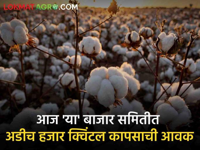 Cotton Rates Today market yard kharip season rates frp cultivation monsoon rain sowing | Cotton Rates Today : मागच्या हंगामातील कापसाची अजूनही आवक! किती मिळतोय दर? Cotton Rates Today market yard kharip season rates frp cultivation monsoon rain sowing | Cotton Rates Today : मागच्या हंगामातील कापसाची अजूनही आवक! किती मिळतोय दर?