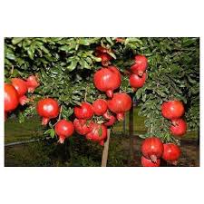 Pomegranate clay | डाळिंब मातीमोल Pomegranate clay | डाळिंब मातीमोल