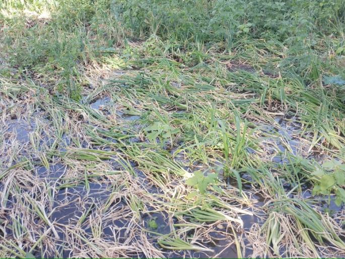 Damage to onion due to rupture of patchari | पाटचारी फुटल्याने कांद्याचे नुकसान Damage to onion due to rupture of patchari | पाटचारी फुटल्याने कांद्याचे नुकसान