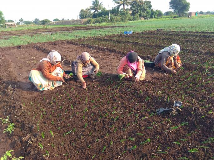 In the changing weather, onions are planted with onion seedlings | बदलत्या हवामानात कांदा रोपासह लागवड कांद्यावर अरिष्ट In the changing weather, onions are planted with onion seedlings | बदलत्या हवामानात कांदा रोपासह लागवड कांद्यावर अरिष्ट