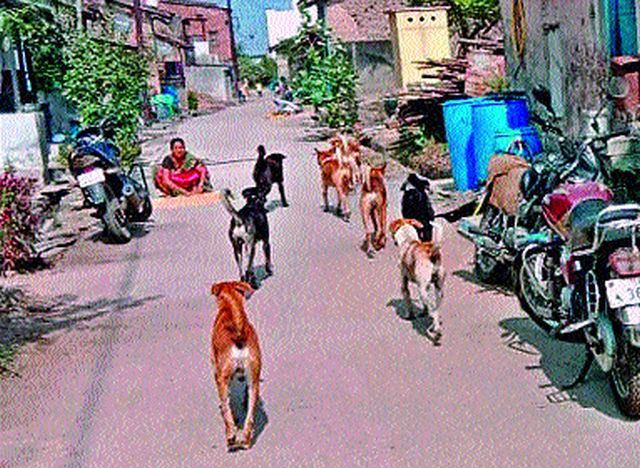 Attacks from wandering dogs intensified at Dubere | डुबेरे येथे भटक्या श्वानांकडून हल्ल्यांचे प्रमाण वाढले Attacks from wandering dogs intensified at Dubere | डुबेरे येथे भटक्या श्वानांकडून हल्ल्यांचे प्रमाण वाढले