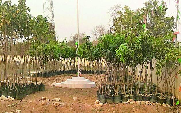 One thousand saplings will take place at the summon | सिरोंचात लागणार एक हजार रोपटे One thousand saplings will take place at the summon | सिरोंचात लागणार एक हजार रोपटे