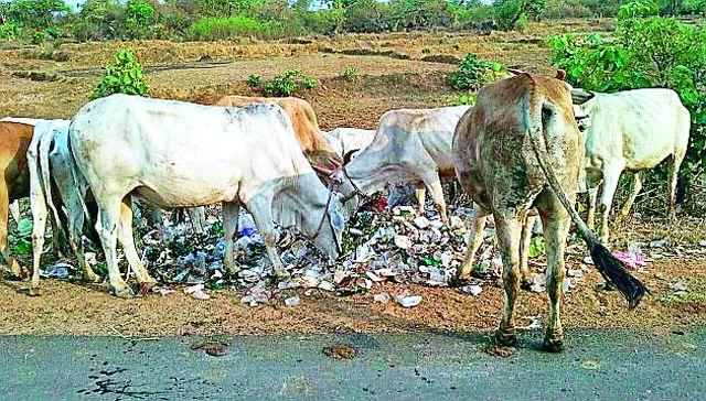 Sticky food is deadly for animals | शिळे अन्न जनावरांसाठी घातक