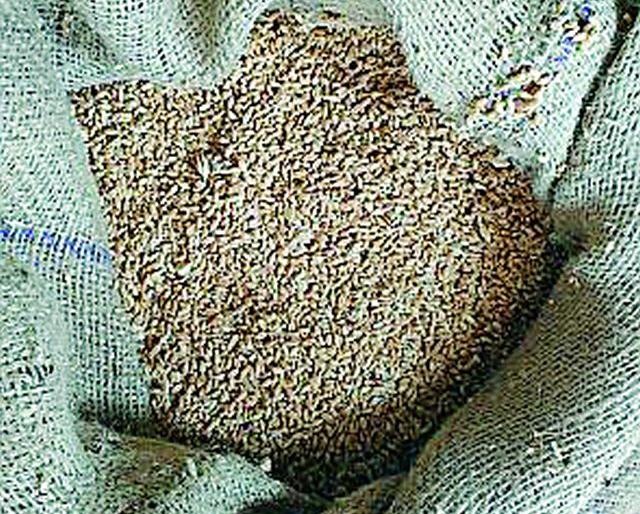 Grass wheat supply to ration holders | रेशनधारकांना निकृष्ट गव्हाचा पुरवठा