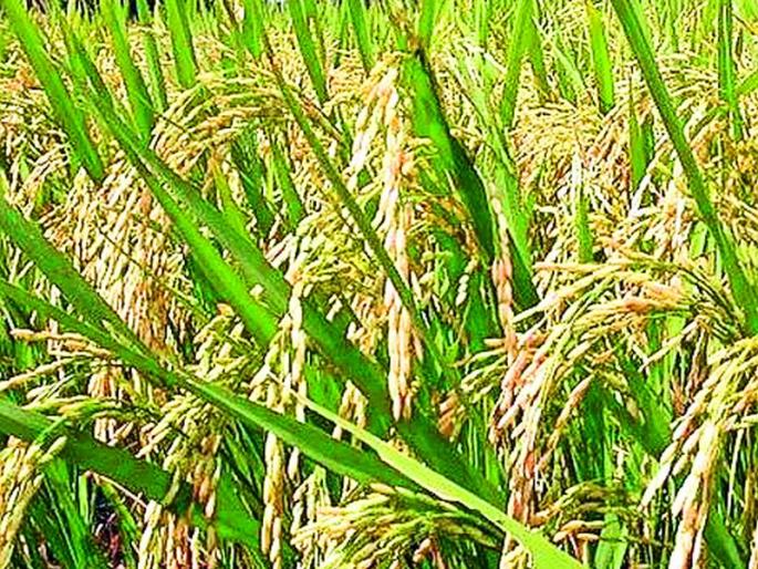 3 lakh liters of metarhizium will be constructed for the control of dust | तुडतुड्याच्या नियंत्रणासाठी 3 लाख लिटर मेटारायझियम तयार करणार