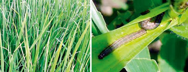Insect attack on crops | पिकांवर किडींचे आक्रमण Insect attack on crops | पिकांवर किडींचे आक्रमण