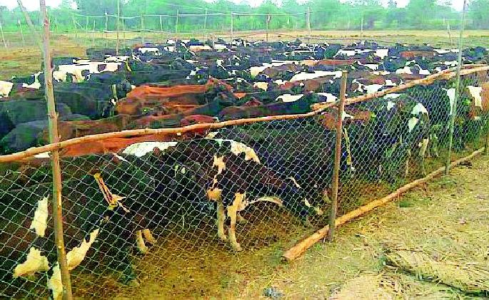 Fridgewall crime for treason | फ्रिजवाल गाईप्रकरणी विश्वासघाताचा गुन्हा Fridgewall crime for treason | फ्रिजवाल गाईप्रकरणी विश्वासघाताचा गुन्हा