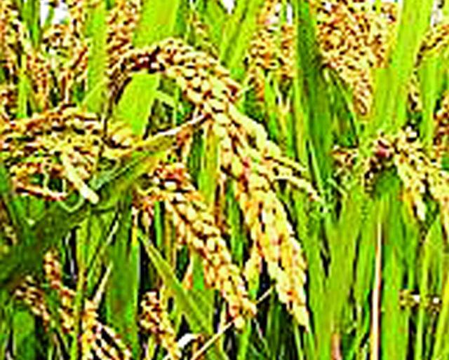 208 villages pay 50 paise within | २०८ गावांची पैसेवारी ५० पैशांच्या आत