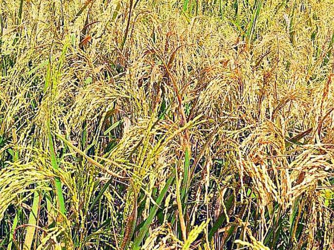 Weed killers mixed with insecticides killed two and a half acres of paddy | कीटकनाशकात मिसळले तणनाशक, अडीच एकरातील धानपीक करपले Weed killers mixed with insecticides killed two and a half acres of paddy | कीटकनाशकात मिसळले तणनाशक, अडीच एकरातील धानपीक करपले