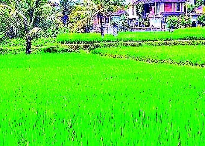Summer Paddy cultivation will decrease | उन्हाळी धान लागवड घटणार