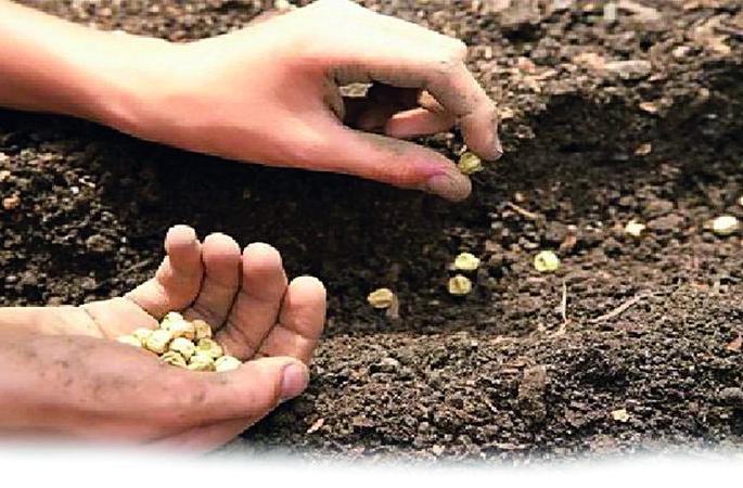Why expensive seeds in the market? | बाजारातले महागडे बियाणे कशाला, घरातलेच धान करेल तुम्हाला मालामाल Why expensive seeds in the market? | बाजारातले महागडे बियाणे कशाला, घरातलेच धान करेल तुम्हाला मालामाल