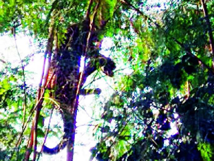Leopard Shelter on a tree | बिबट्याने घेतला झाडावर आश्रय Leopard Shelter on a tree | बिबट्याने घेतला झाडावर आश्रय
